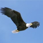 bald-eagle