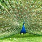 peacock1